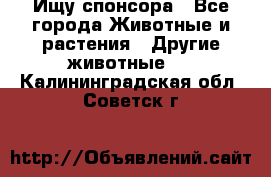 Ищу спонсора - Все города Животные и растения » Другие животные   . Калининградская обл.,Советск г.